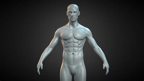 Male Anatomy Figure Download Free 3d Model By C J Goldman [e39449c] Sketchfab