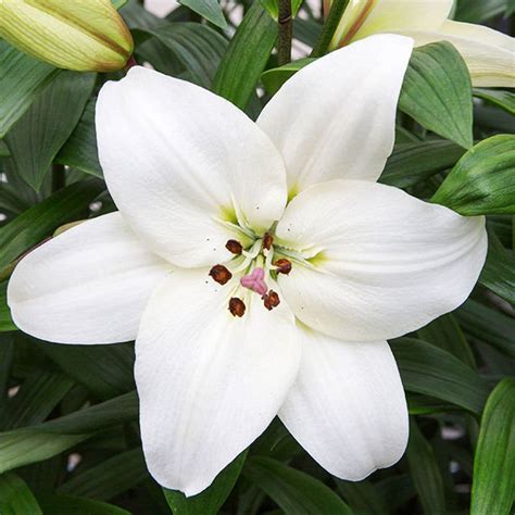 Lilium Lilia Litouween 1 szt Cebule kłącza i bulwy Lilia