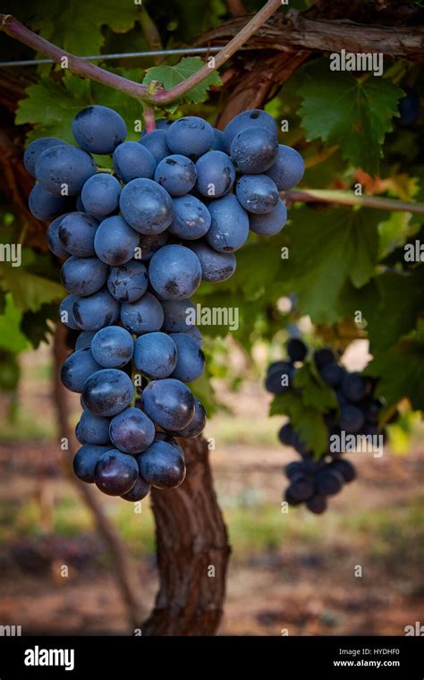 Adora Seedless Grapes Hanging On Vines Near Robinvale Victoria