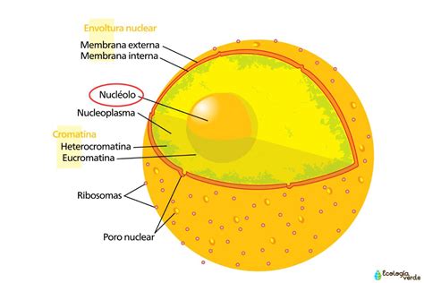 Nucléolo Qué Es Función Estructura Y Ciclo Resumen