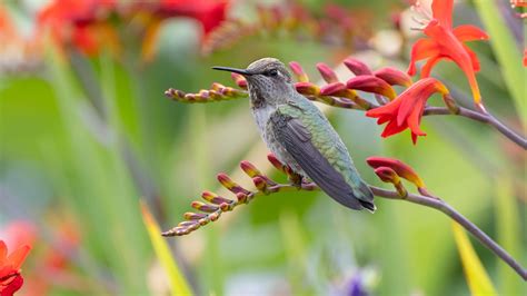 Plants That Will Attract Hummingbirds To Your Garden