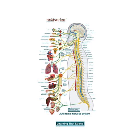 Autonomic Nervous System Lateral Labeled Decal Shop Fathead