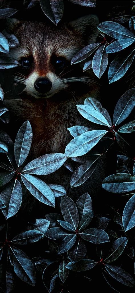 Animal iPhone Wallpapers - Wallpaper Cave