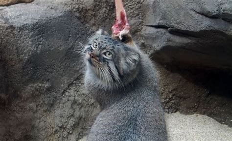 神戸どうぶつ王国で「マヌルネコ」を見てきた！ 立ち上がって骨付き肉をかじる姿がモフモフ＆タプタプで可愛い｜ニフティニュース