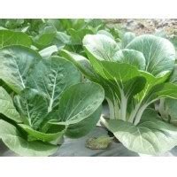 Jual Biji Benih Sawi Pak Choy White Takii Seed Pakchoy Putih