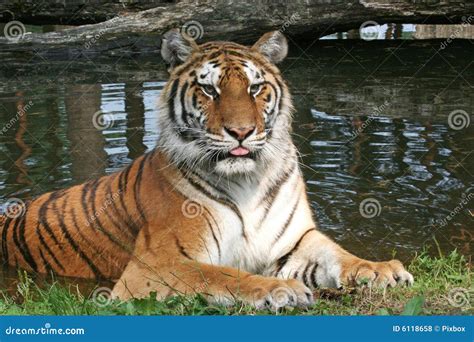 Tiger Portrait Resting Laying Down Stock Photo Image Of Beauty