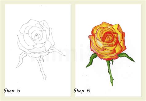 Rose Drawing: Step-by-Step Tutorial | Mimi Panda