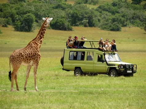 Safari Vehicle Hire In Kenya X Land Cruiser Hire In Kenya Hire X