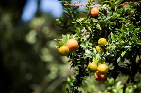 Un Rbol Con Naranjas Y Hojas Verdes Foto Premium