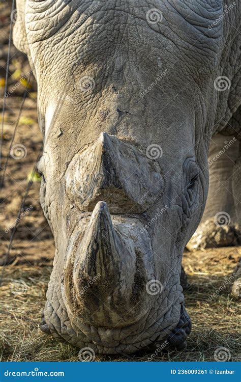 Rhinoceros Horn Stock Photography | CartoonDealer.com #144571484