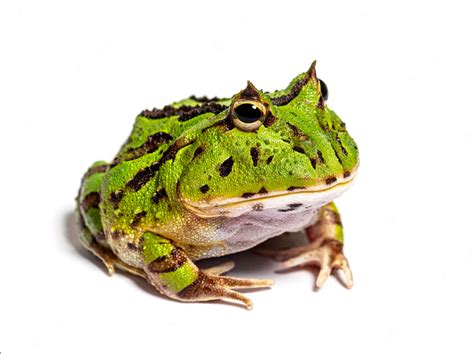 Premium Photo Argentine Horned Frog Ceratophrys Ornata Isolated On White