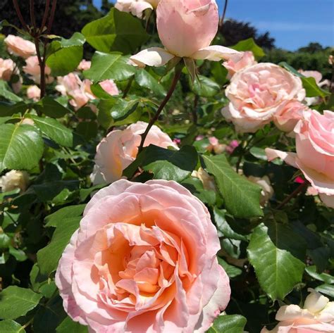 10 Long Stem Rose Bush Varieties To Buy - SONG OF ROSES