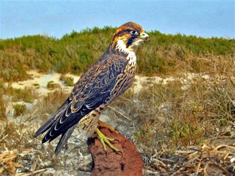 Accipitridae Falco Peregrinus Pelegrinoides Barbary Fal Flickr