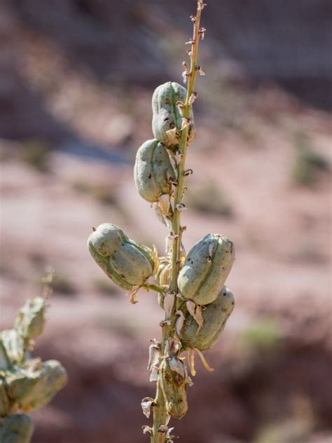 Learn How To Propagate A Yucca Plant | Gardening Know How