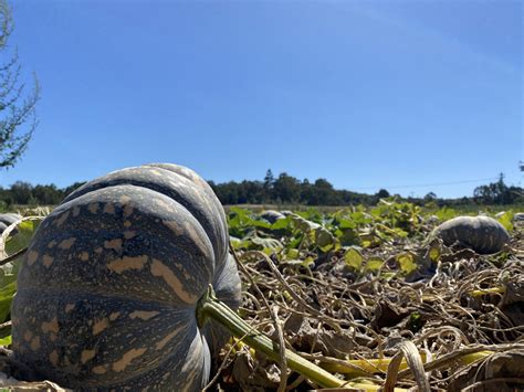 VegNET WA Projects Continue To Progress Despite COVID Challenges AUSVEG