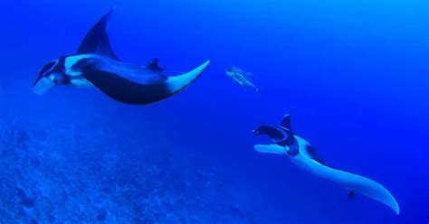 Manta Ray Behavior Animalbehaviorcorner