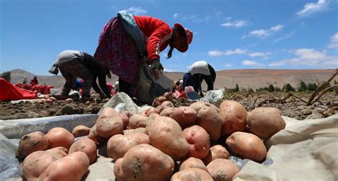 Agricultura Puno Es El Líder Nacional De Producción De Papa Con 850