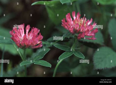 Klee Trifolium Fotos Und Bildmaterial In Hoher Aufl Sung Alamy