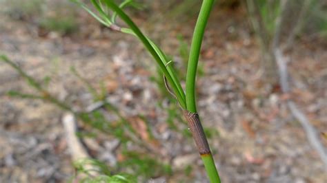 Curly Sedge Stem Curly Sedge Caustis Flexuosa Royal Nati Flickr