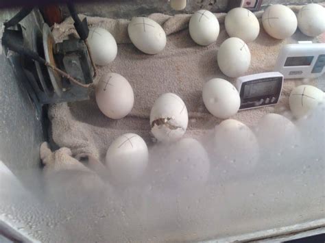 Homemade Chicken Egg Incubator