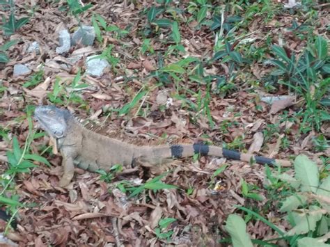 Green Iguana From San Carlos CR AL CR On August 7 2022 At 01 55 PM