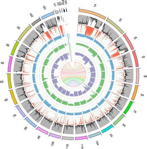 Circos Plot To Illustrate The Phased Genome For The Wild Type Strain