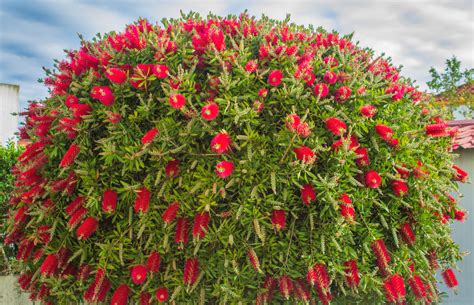 Free Images Callistemon Flower Bottlebush Flowering Plant Annual