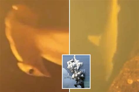 Mutant sharks found hiding out inside deadly underwater volcano which ...