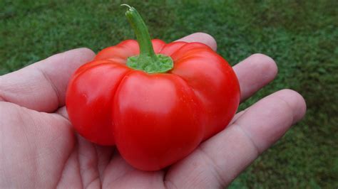 Paradeisfrüchtig Frührot Pepper HRSeeds