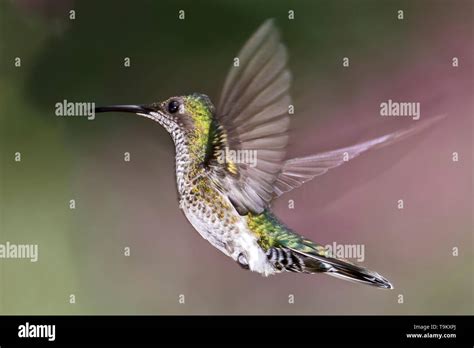 Female White Necked Jacobin Florisuga Mellivora Yerette S