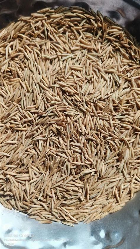 Dried Brown Super Shankar Paddy Seeds For Agriculture Packaging Type