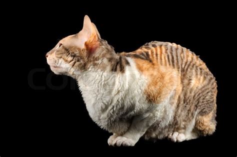 Calico Cornish Rex Cat With Curly Hair On Black Background Stock