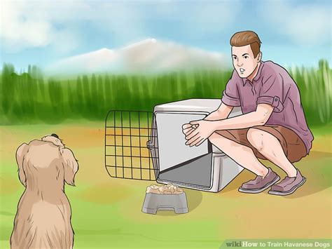 How to Train Havanese Dogs (with Pictures) - wikiHow