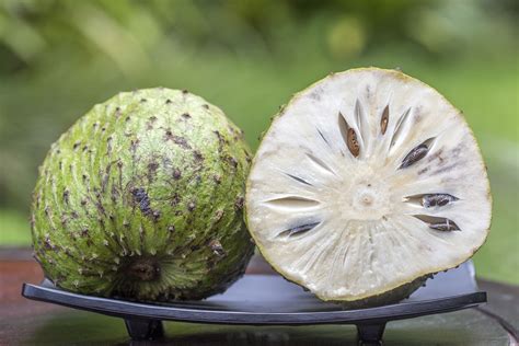 Soursop Tree • Just Fruits and Exotics