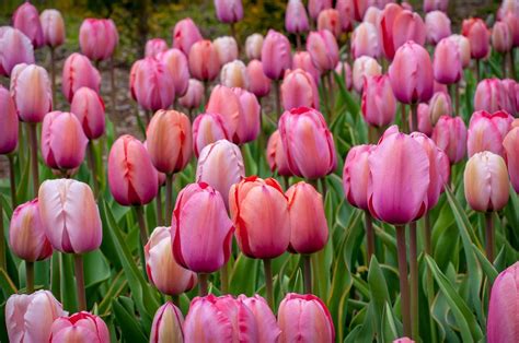 Tulip Bulbs Item 1517 Gentle Giants For Sale Colorblends® Frozen Tulip Bulbs Gentle