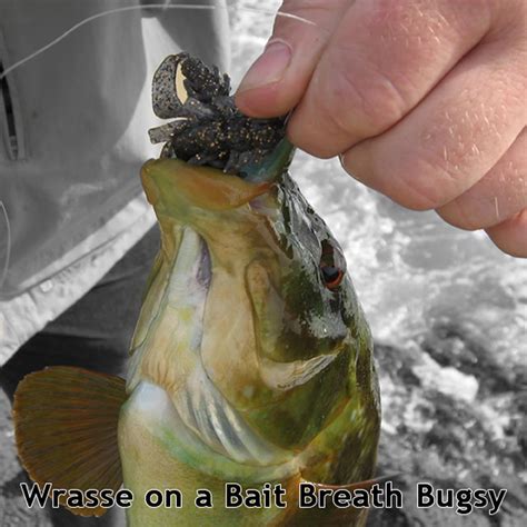 Bait Breath Bugsy 5" | Soft-Baits | Bait Breath