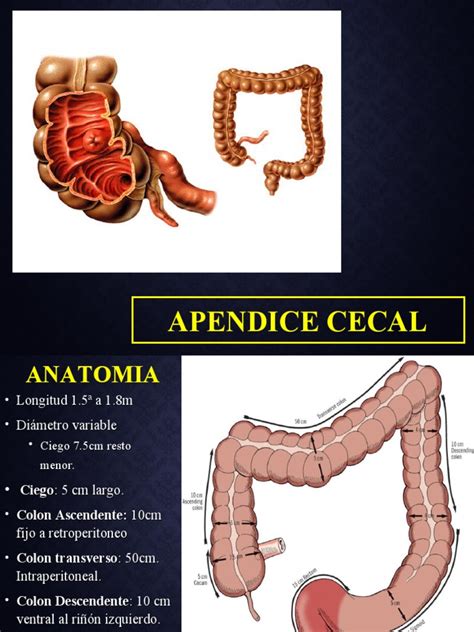 O Que É Apêndice Cecal - Apéndice Cecal Función : La función evolutiva del apéndice. – ARAU