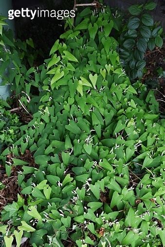 Japanese Yam Dioscorea Japonica Male Flowers