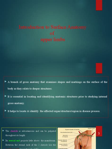 surface anatomy  upper limb  arm elbow