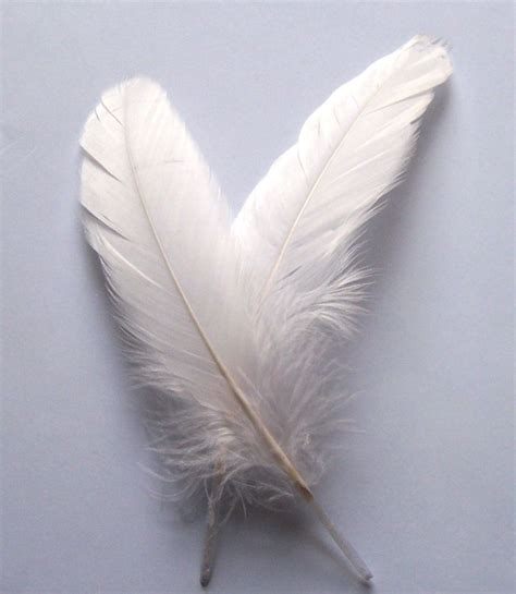 White Feathers for arts and crafts