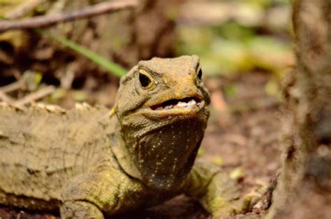 380 Iguana Teeth Stock Photos Pictures And Royalty Free Images Istock