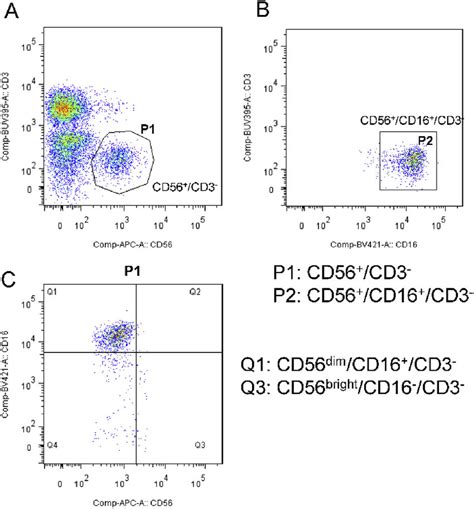 The Gating Strategies Of Nk Cell Subpopulations A Lymphocytes Gated