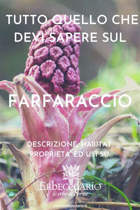 Farfaraccio Descrizione Habitat Propriet Benefiche E Utilizzi