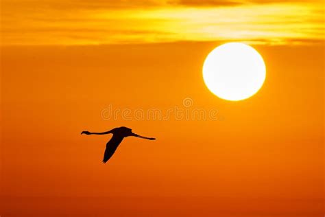 Flamingo at sunset. stock image. Image of beautiful - 108446531