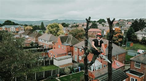 Tree Surgery Service Tree Surgeon Sheffield