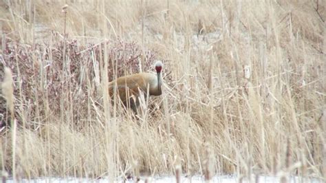 Sandhill Crane At Grass Lake In Ontario