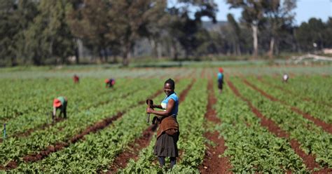 Economic Impact Of Covid 19 Protecting Africas Food Systems From Farm