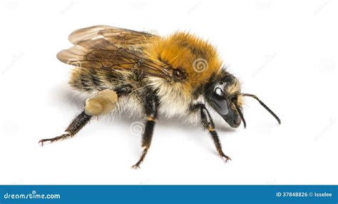 Abelha Europeia Do Mel Mellifera Dos Apis Isolado Foto De Stock