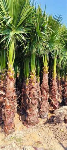 California Palm Tree At Rs Palm Trees In Jyotiba Phule Nagar