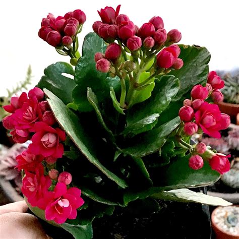 Kalanchoe Blossfeldiana Pink Queen Kalanchoe Pink Queen Uploaded